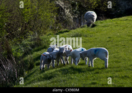 Composizione orizzontale. Un mazzetto di agnelli a giocare in un campo verde. Pecore in distanza. Contre-jour. agnello farm. Lake District Foto Stock