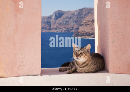 Gatto su Santorini Foto Stock