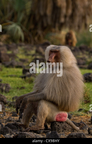 Maschio di babbuino Hamadryas (Papio hamadryas) inondata Parco Nazionale di Etiopia. Foto Stock