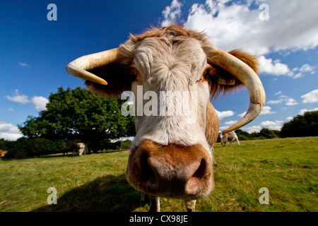 Ritratto di un inglese di Longhorn mucca con le corna storte. Foto Stock