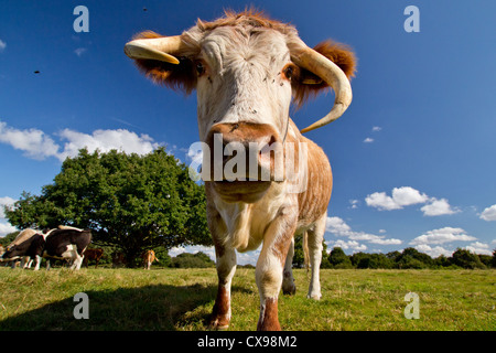 Ritratto di un crooked-cornuto inglese Longhorn mucca con vola su di essa il naso. Foto Stock