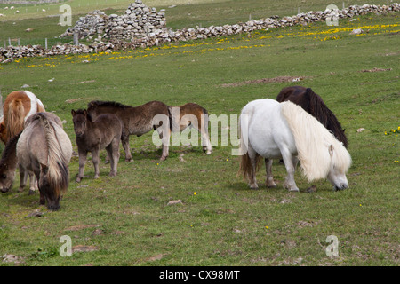 Pony Shetland su Unst nelle isole Shetland Foto Stock