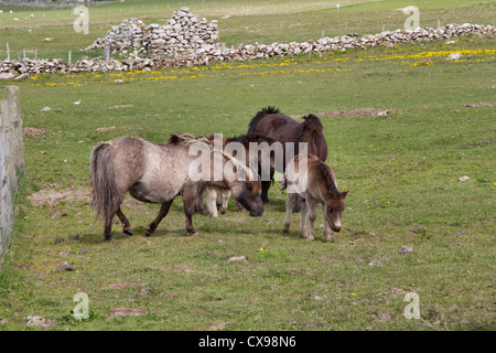 Pony Shetland su Unst nelle isole Shetland Foto Stock