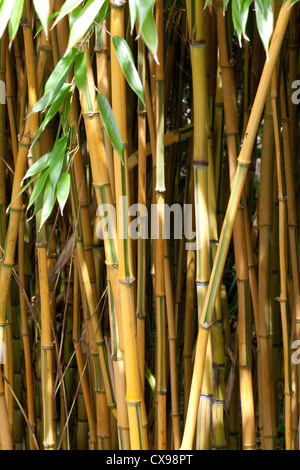 , Phyllostachys aureosulcata, spectabilis Foto Stock