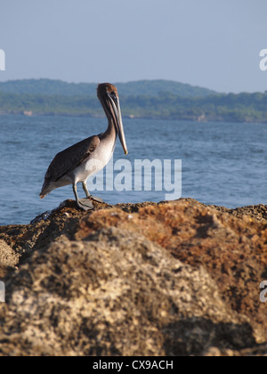 Gli uccelli sulla costa di Cartagena, Colombia Foto Stock