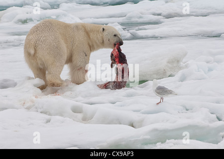 Maschio di orso polare (Ursus maritimus) con una guarnizione di tenuta in preda, arcipelago delle Svalbard, il Mare di Barents, Norvegia Foto Stock