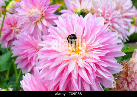 Dahlia Alloway Candy. Impollinazione .Bumble Bee Bombus terrestris. Foto Stock