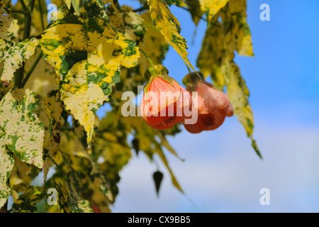 Abutilon 'Savitzi' - fiore di campanello cinese, acero fiorito, lanterna cinese con foglie variegate. Foto Stock