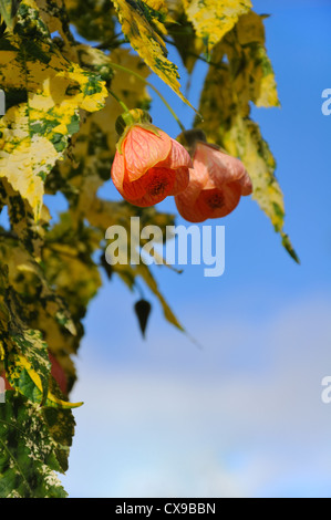 Abutilon 'Savitzi' - fiore di campanello cinese, acero fiorito, lanterna cinese con foglie variegate. Foto Stock