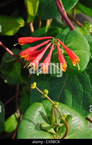 Lonicera sempervirens, Tromba Caprifoglio Foto Stock