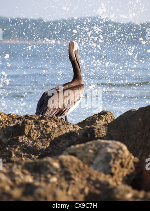 Gli uccelli sulla costa di Cartagena, Colombia Foto Stock