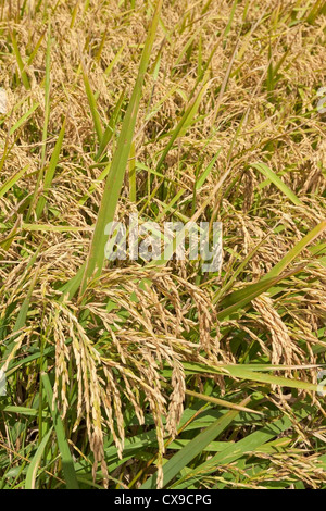 Campo di riso pronte per essere raccolte nel sud della Louisiana Foto Stock