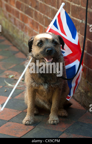 "Tartufo" un amato pet aspettando pazientemente la torcia olimpica portatore di Woodbridge, Suffolk, Inghilterra. Estate 2012 Foto Stock