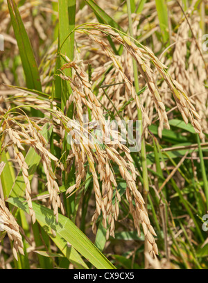 I chicchi di riso sulla levetta in un campo pronto per la mietitura, sud della Louisiana Foto Stock