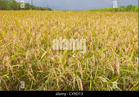 Campo di riso pronte per essere raccolte nel sud della Louisiana Foto Stock