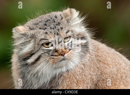 Gatto di Pallas Foto Stock