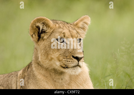 Un giovane leone in Africa il Deserto Kalahari regione. Foto Stock