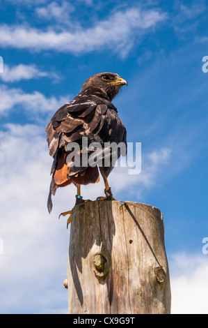 Un captive Jackal Poiana (Buteo rufofuscus ) nel Regno Unito Foto Stock