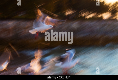 Argento Gabbiani (Chroicocephalus novaehollandiae) in volo, Darwin, in Australia Foto Stock