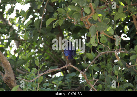 Superba Starling uccello, il Parco Nazionale di Tarangire e, Tanzania Africa Foto Stock