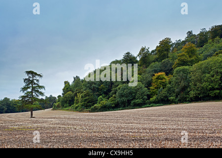 Un lone conifera albero in piedi in una fresca campo arato accanto a una collina bosco noto come un appendiabiti Foto Stock