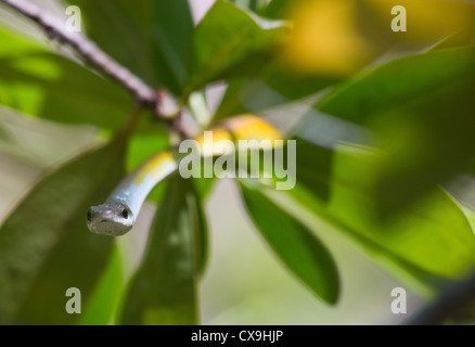 Golden Tree Snake, Dendrelaphis punctulata, il Parco Nazionale di Litchfield, Territorio del Nord Foto Stock