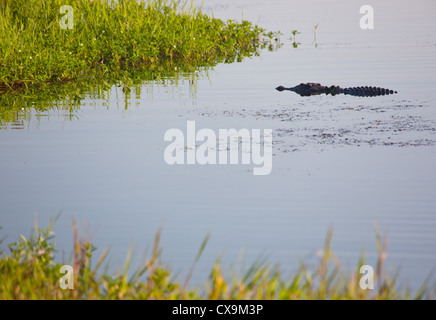 Acqua di sale, Coccodrillo Crocodylus porosus, nel fiume di acqua gialla, il Parco Nazionale Kakadu, Territorio del Nord Foto Stock