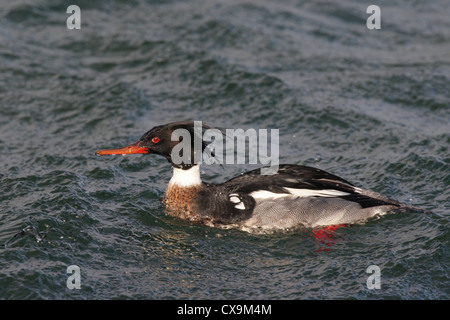 Drake Red-breasted Mergus merganser serrator isole Shetland, Scotland, Regno Unito Foto Stock