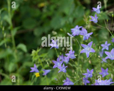 Blue Bell Fiori (Campanula waldsteiniana) su un prato di montagna Foto Stock