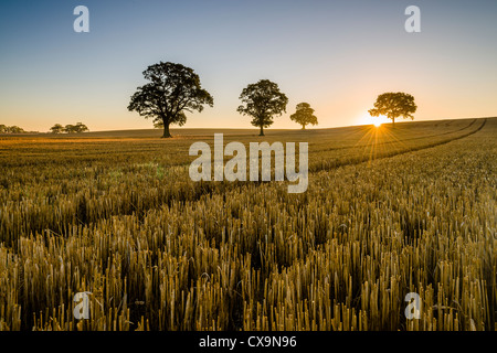 Appena raccolti sul campo l'Equinox sunrise vicino Charwelton, Northamptonshire, England, Regno Unito Foto Stock