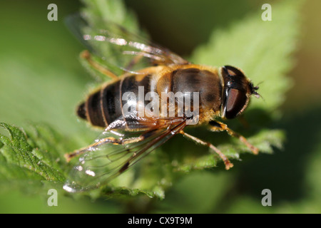 Drone rastremata Fly Eristalis pertinax Foto Stock