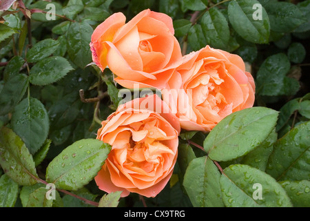 Lady Rose Emma Hamilton Foto Stock