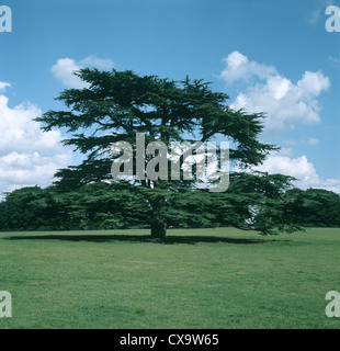 Il cedro del Libano Cedrus libani (Pinaceae) Foto Stock