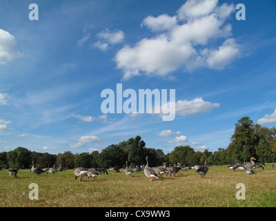 Anatre nel parco di Kensington Palace di Londra Foto Stock