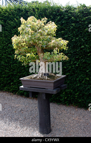 BONSAI ACER BUERGERIANUM. Tre acero dentata. Tridente acero. 45 ANNI. Foto Stock