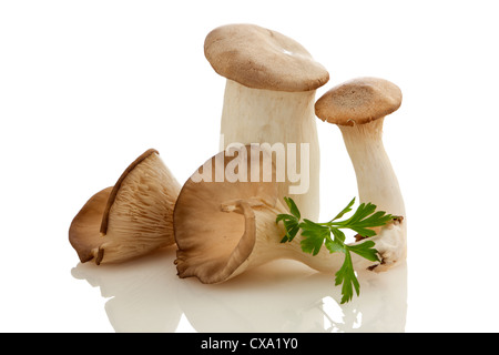 Materie funghi Oyster e re tromba funghi, guarnite con foglie di prezzemolo, isolato su sfondo bianco Foto Stock