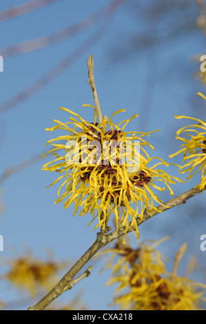 Hamamelis x intermedia è una popolare ibrido di amamelide H. mollis Foto Stock