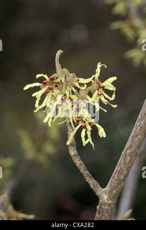 Giapponese Amamelide Hamamelis japonica Foto Stock