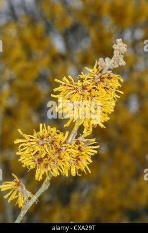 Amamelide Hamamelis mollis (Hamamelidaceae) Foto Stock