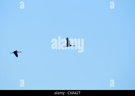 Due gru comune (grus grus) in volo, stagliano contro un cielo blu Foto Stock