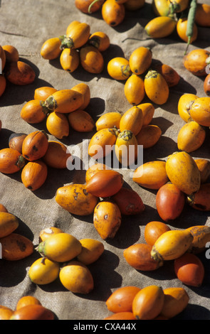 Papua Nuova Guinea, Alotau, Betel frutti per la vendita nel mercato locale, la gente del posto tutto PNG masticare il dado con Chalk. Foto Stock