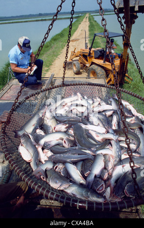 Catfish farming / Mississippi Foto Stock