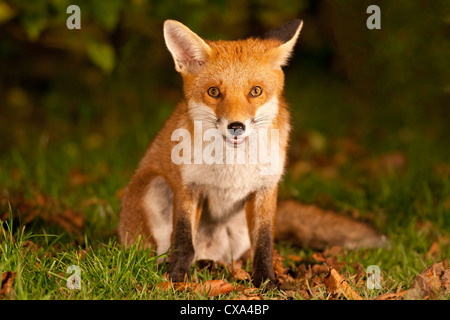 Urban red fox cub (Vulpes vulpes vulpes) Foto Stock