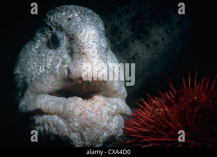 Wolf-Eel (Anarrichthys ocellatus) mangiando Red ricci di mare (Strongylocentrotus franciscanus). Queen Charlotte Strait, Canada Foto Stock