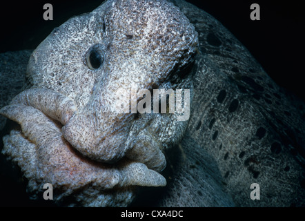 Close up Wolf-Eel (Anarrichthys ocellatus). Queen Charlotte Strait, British Columbia, Canada, Oceano Pacifico settentrionale. Foto Stock