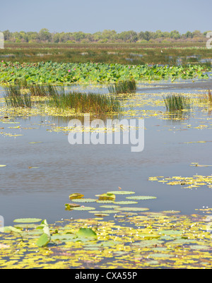 Mamukala Wetlands, Parco Nazionale Kakadu, Territorio del Nord, l'Australia Foto Stock