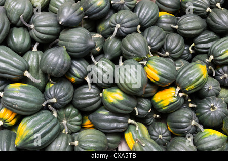 Appena raccolto acorn o zucche invernali in mostra presso il mercato degli agricoltori Foto Stock