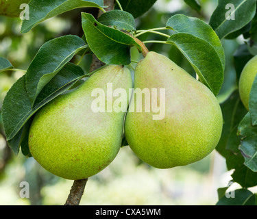 Mature bartlett pere appeso sulla struttura ad albero pronto per il raccolto Foto Stock