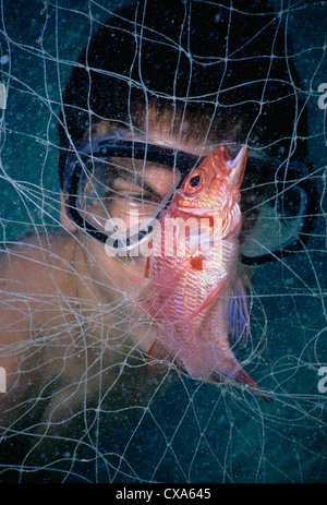 Sommozzatore osserva Silverspot Squirrelfish catturati in Bedouin gill net (Adioryx caudimaculatus). Egitto, Mar Rosso Foto Stock