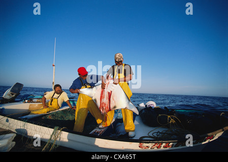 Gill Net Fisherman cale Manta Ray (Manta birostris) sulla scheda. Huatabampo, Messico, Golfo di California, Oceano Pacifico Foto Stock